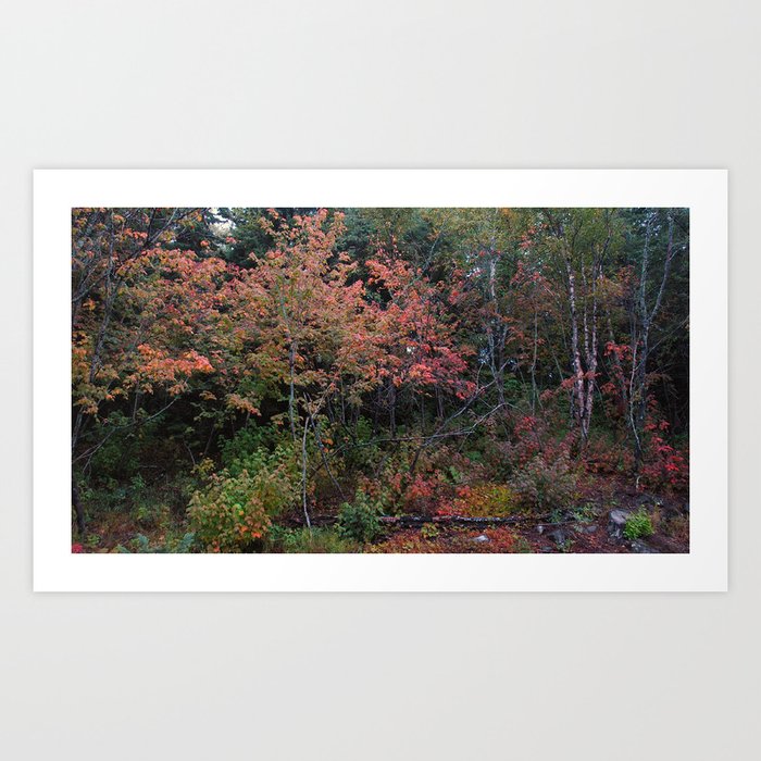 Forest 3789 Art Print