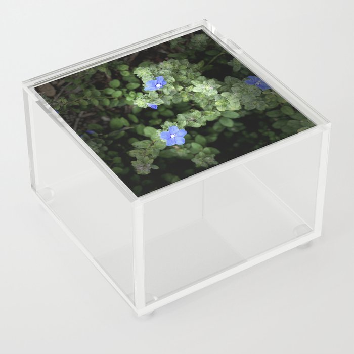 Blue Daze Evolvulus Portrait Acrylic Box