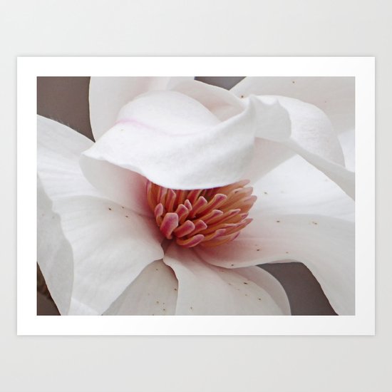 Magnolia Bloom Art Print
