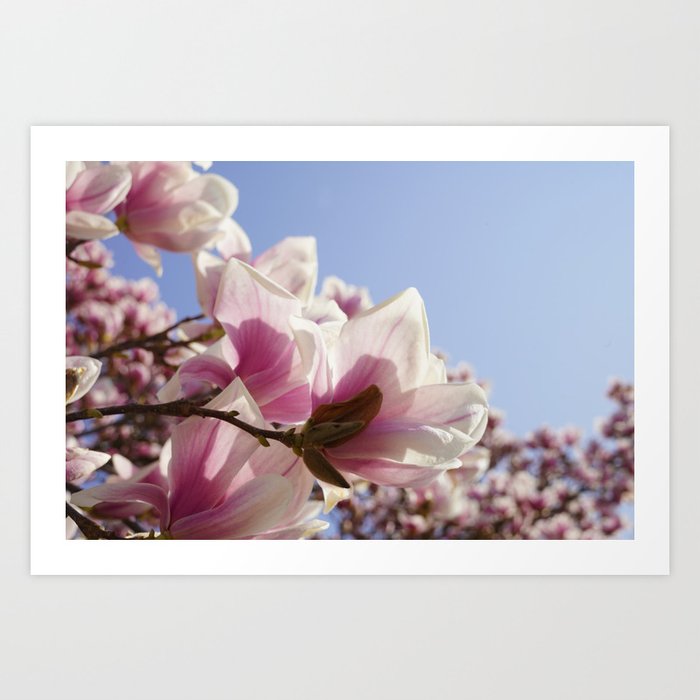 An old magnolia tree in bloom. Art Print