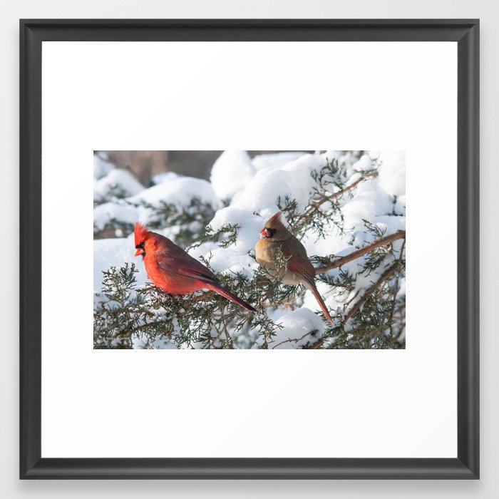 Sunny Winter Cardinals in the Adirondacks Framed Art Print