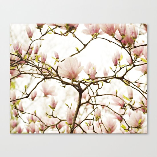 Queen For A Day Pink Magnolia Flower Canvas Print