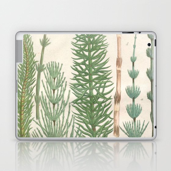 Botanical Horsetail Plants Laptop & iPad Skin