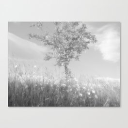 Summer Rowan Tree in Glossy Monochrome Canvas Print