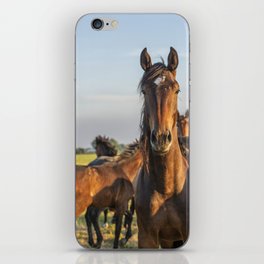 Wild horses in the sun | Horse photography Netherlands | Nature travel color animal photo print iPhone Skin