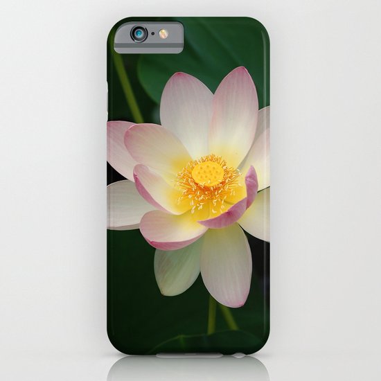 Lotus Blossom in Full Bloom iPhone & iPod Case
