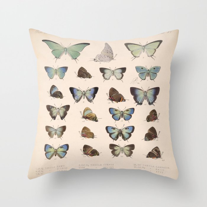 Vintage Hand Drawn Scientific Illustration Insects Butterfly Anatomy Colorful Wings Throw Pillow