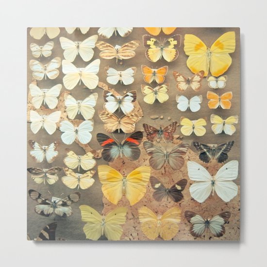 The Butterfly Collection I Metal Print