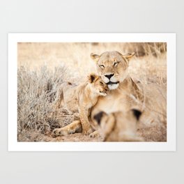 Lioness and a cub cuddling together; fine art travel photo Art Print