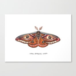 Small Emperor Moth (Saturnia pavonia) Canvas Print
