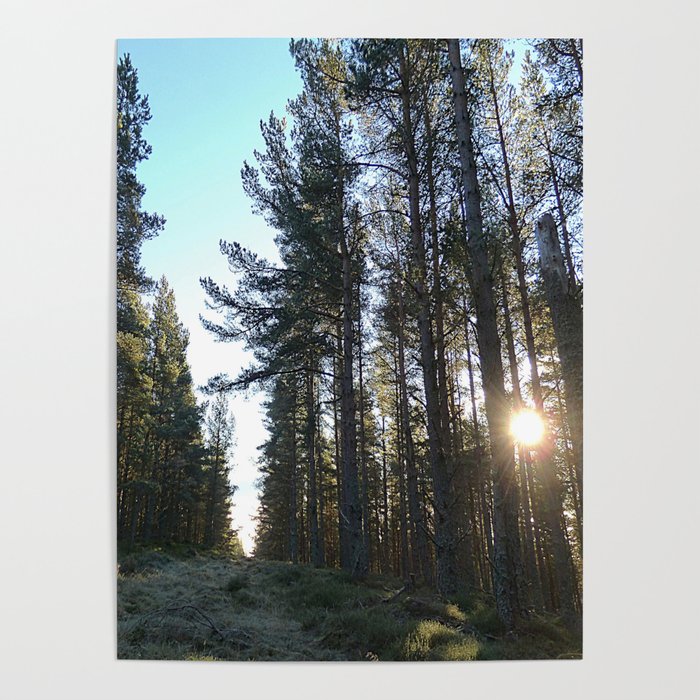 Winter Sunlight in a Scottish Highlands Pine Forest in Afterglow Poster