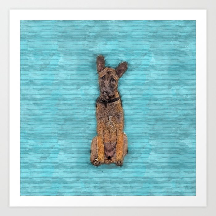 Belgian Malinois Puppy Sketch Mechelaar Art Print By K9printart