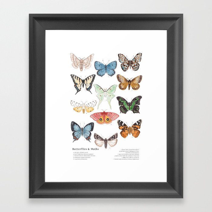 Butterflies & Moths Framed Art Print