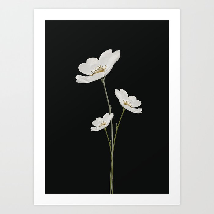 Discover the motif FLOWERS 5 by Andreas12 as a print at TOPPOSTER