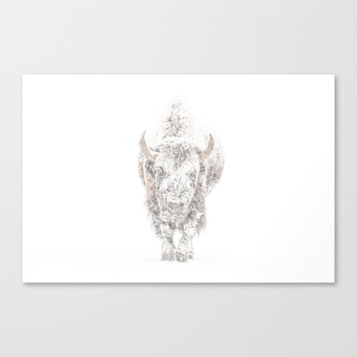 Bison in the Snow Canvas Print