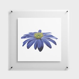 Blue Anemone Floating Acrylic Print