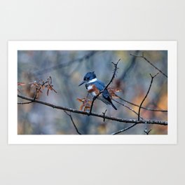 Belted Kingfisher | Bird | Wildlife Photography Art Print