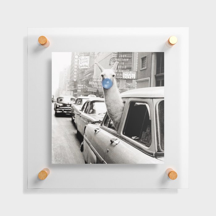 Yummy Blue Bubble Gum Llama taking a New York Taxi black and white photography Floating Acrylic Print