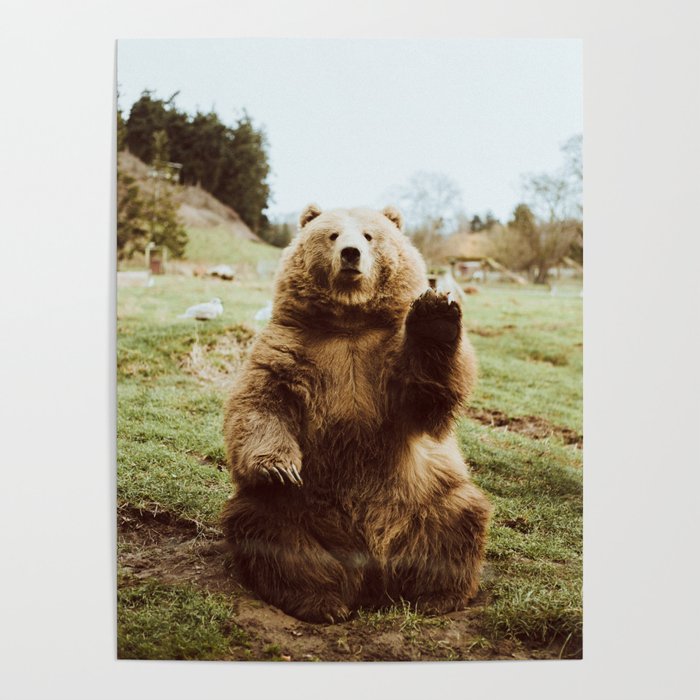 Hi Bear Poster