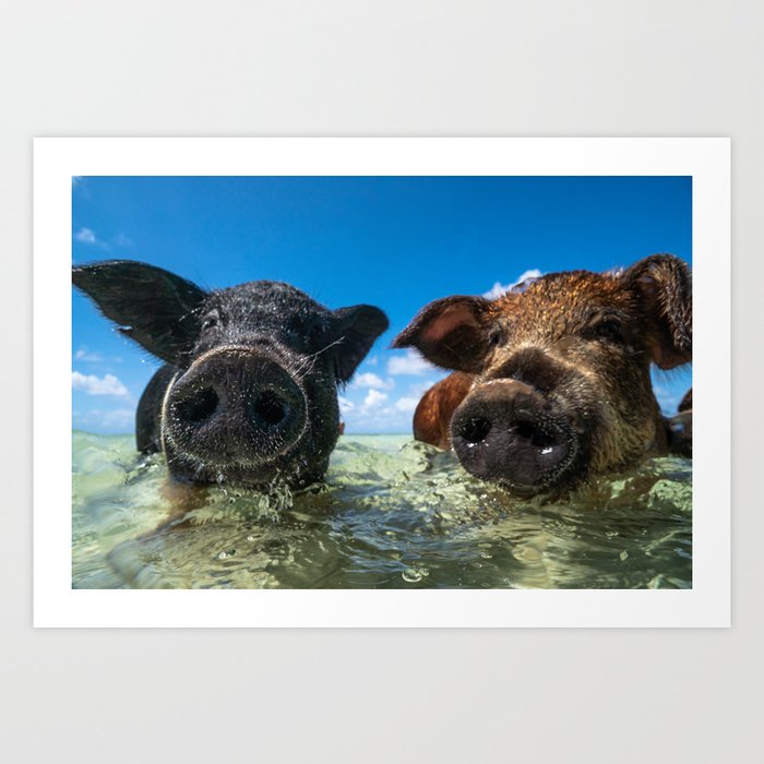 Bahamas Pigs Art Print