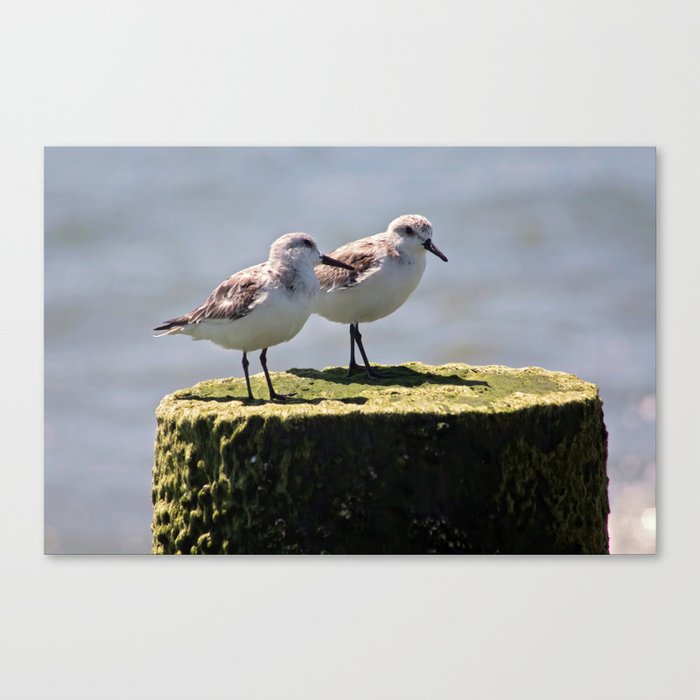 2 birds 1 pole Canvas Print