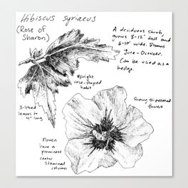 Hibiscus syriacus Canvas Print