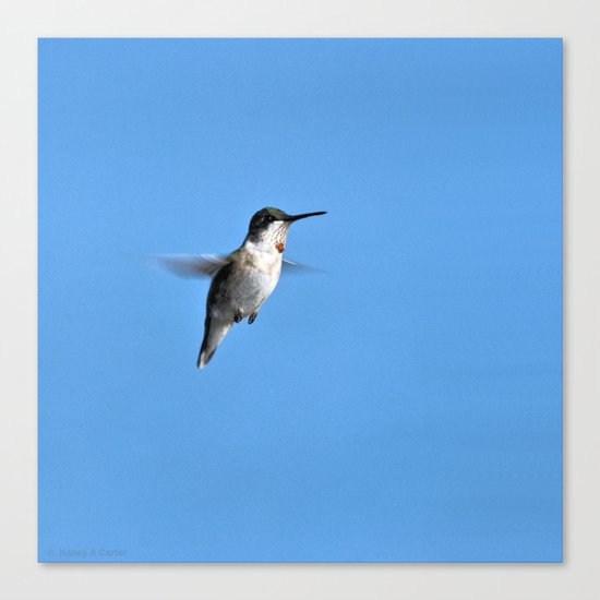 Juvenile Ruby-Throated Hummingbird Canvas Print
