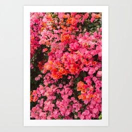 California Blooms Art Print