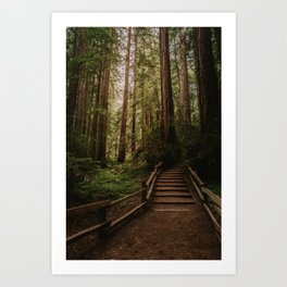 Muir Woods | California Redwoods Forest Nature Travel Photography Art Print