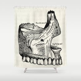 Vintage Anatomy Upper Jawbone Shower Curtain