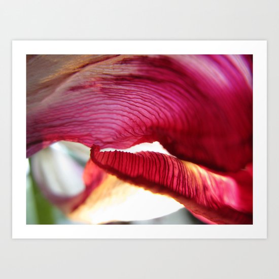 Tulip 70 Art Print