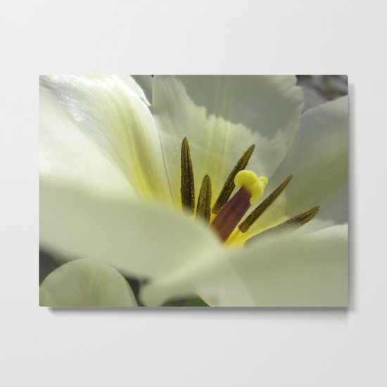 spring tulip macro XXV Metal Print