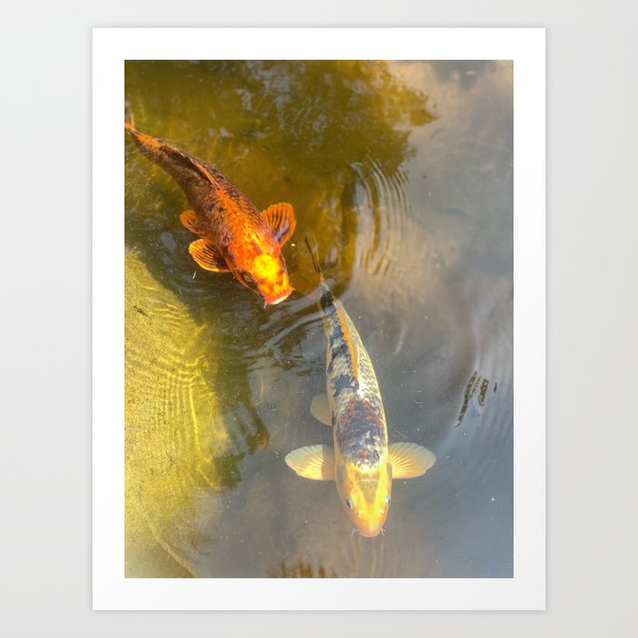 Koi Fish in Koi Pond Art Print