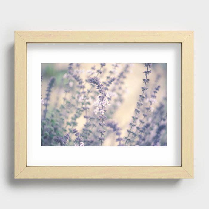 Lavender blossoms Recessed Framed Print