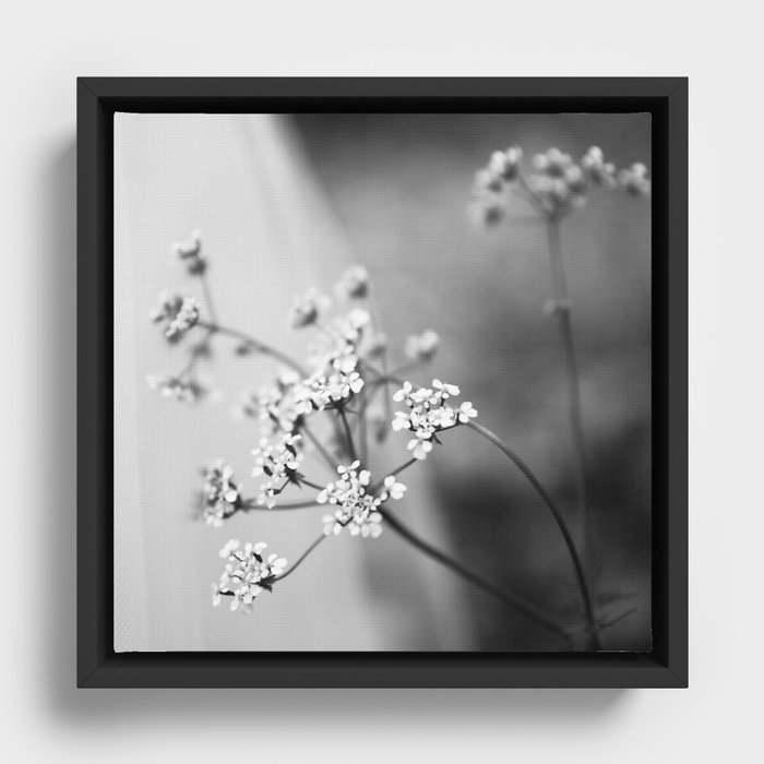 Queens Lace Framed Canvas