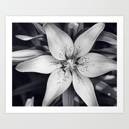 Black And White Lily Flower Photography Grey Floral Art Lillies Photo Grey Lilly Nature Print Art Print By Carolyncochrane Society6