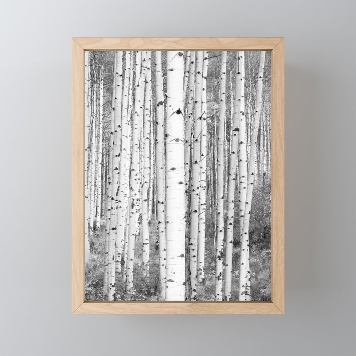 Aspen Trees in Black & White Framed Mini Art Print
