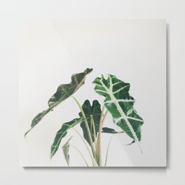 Elephant Ear Metal Print | Curated, Leaves, Plants, His, Photo, Houseplant, Elephantear, Color, Nature, Vintage 