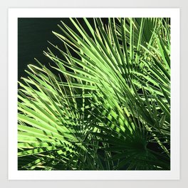 Avant-Garde Tropical Palm Leaves In Dramatic Sunlight Art Print