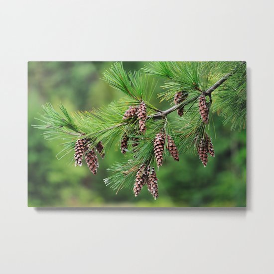 Pine cones Metal Print