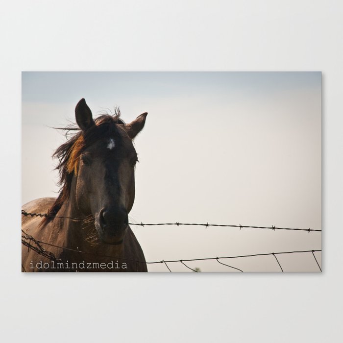 On The Fence Canvas Print