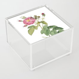 Vintage Harsh Downy Rose Botanical Illustration on Pure White Acrylic Box
