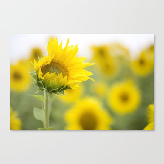 little sunflower Canvas Print