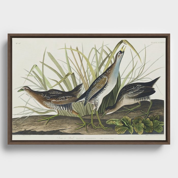 Sora; or Rail from Birds of America (1827) by John James Audubon  Framed Canvas