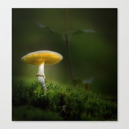 Brightly lit fungus in the forest Canvas Print