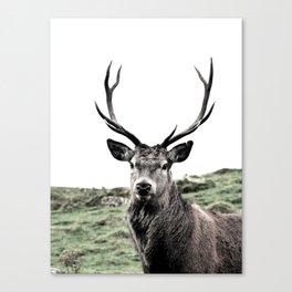 Stag Canvas Print