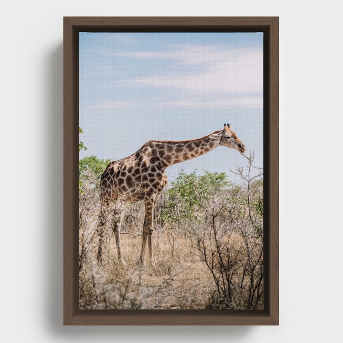 Giraffe in Africa | Wildlife photographer | Framed Canvas
