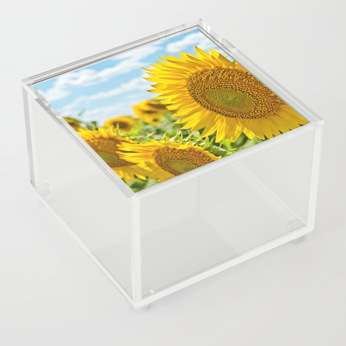 Summer Sunflowers Blooming Acrylic Box