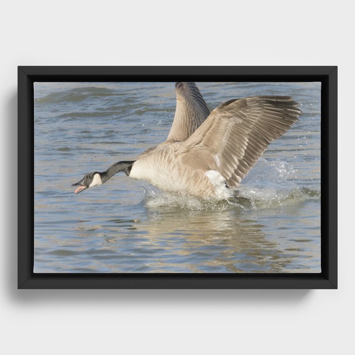Canada Goose At The River Framed Canvas