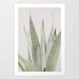 Aloe  Art Print